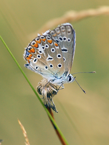Lepydoptera Lycaenidae - Lysandra bellargus